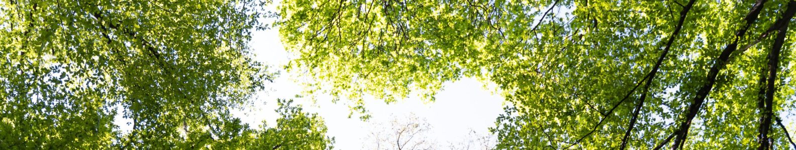 beautiful-natural-green-forest